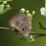 IF=26.7 | 酸味竟然能緩解肝臟損傷？科學(xué)家揭秘“酸入肝”的科學(xué)依據(jù)！