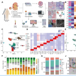 項(xiàng)目文章 | 時空多組學(xué)技術(shù)助力科學(xué)家團(tuán)隊(duì)在國際著名期刊發(fā)表最新成果