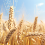 J Exp Bot | 揚(yáng)州大學(xué)解析HvERF62基因介導(dǎo)大麥耐漬澇新機(jī)制