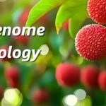 廣東省農(nóng)科院聯(lián)合華南農(nóng)大、中國熱帶農(nóng)科院在荔枝資源群體遺傳和果實(shí)性狀形成方面取得重要進(jìn)展