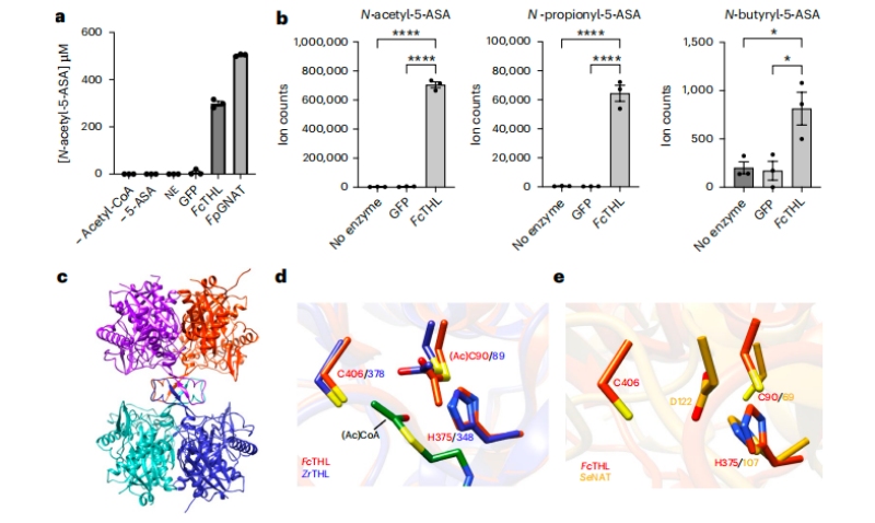 圖3?5-ASA在體外的乙?；钚缘淖C實(shí)